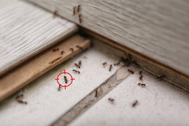 Best Affordable Pest Control Services  in Marriott Slaterville, UT