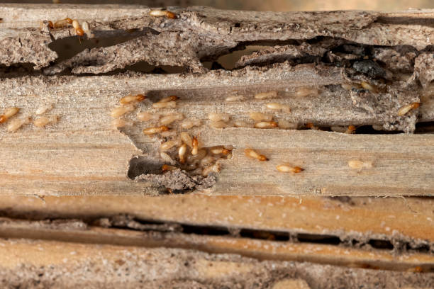 Best Pest Prevention Services  in Marriott Slaterville, UT